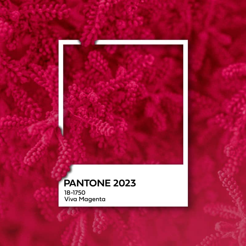 Viva Magenta: colour of 2023